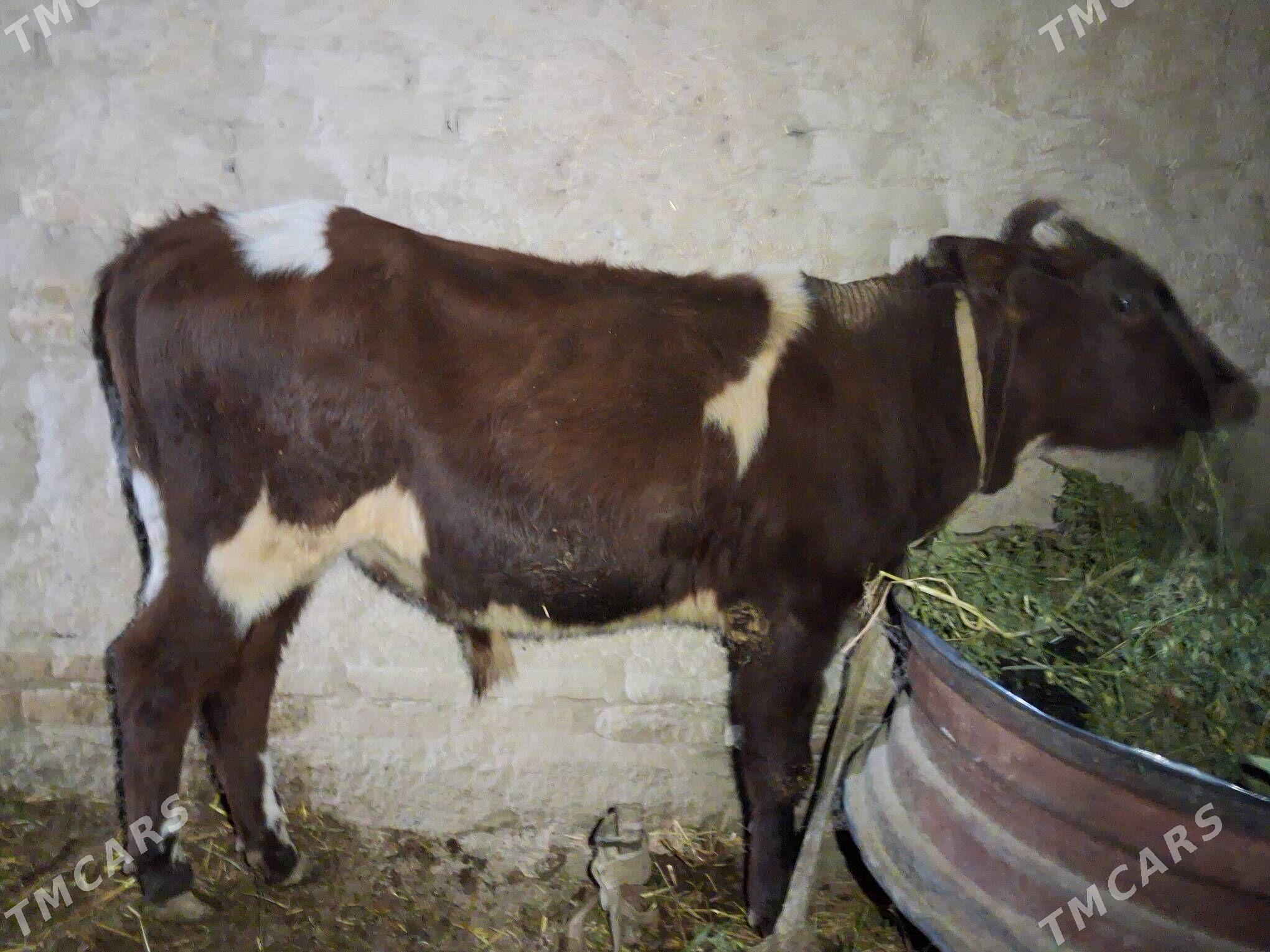 окиз - Туркменабат - img 1