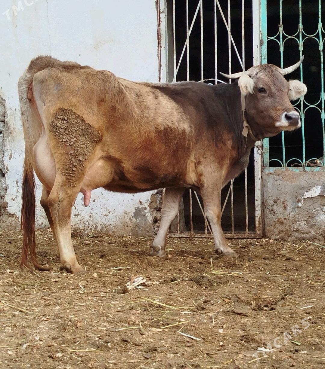 Şwes Tüwe - Гёкдепе - img 3