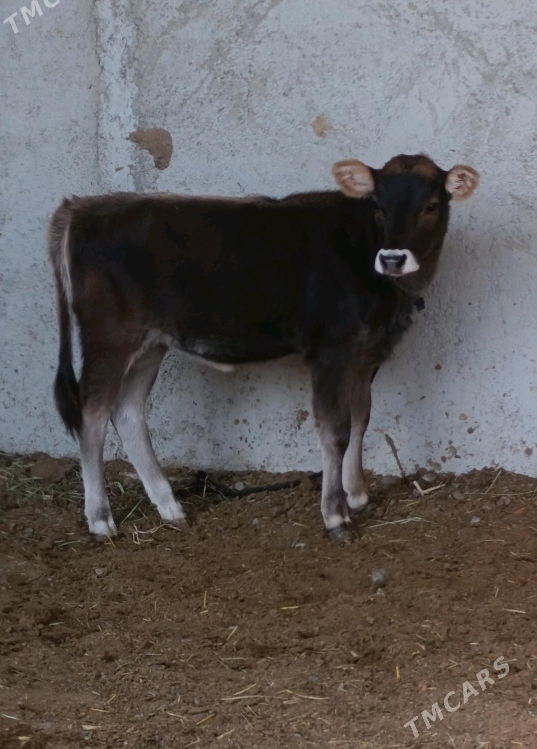 Şwes Tüwe - Гёкдепе - img 2