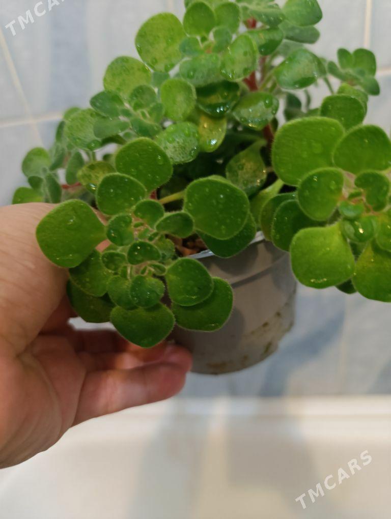 Дерево любви - 30 mkr - img 2