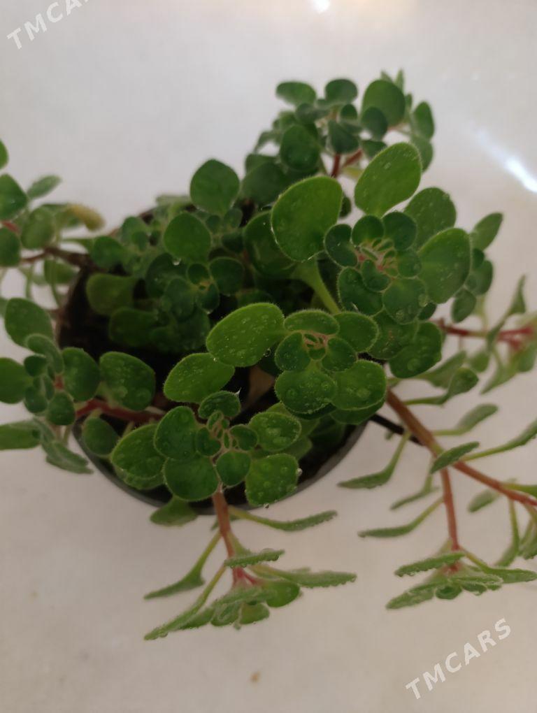 Дерево любви - 30 mkr - img 4