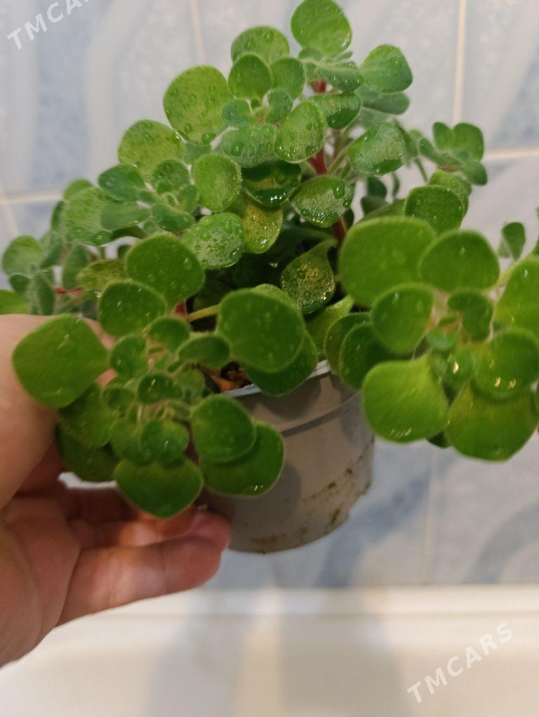 Дерево любви - 30 mkr - img 1