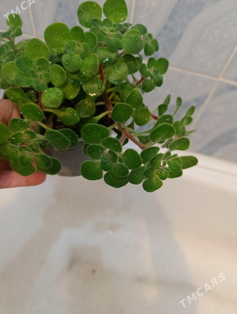 Дерево любви - 30 mkr - img 3