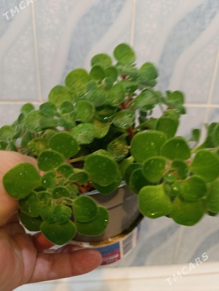 Дерево любви - 30 mkr - img 5