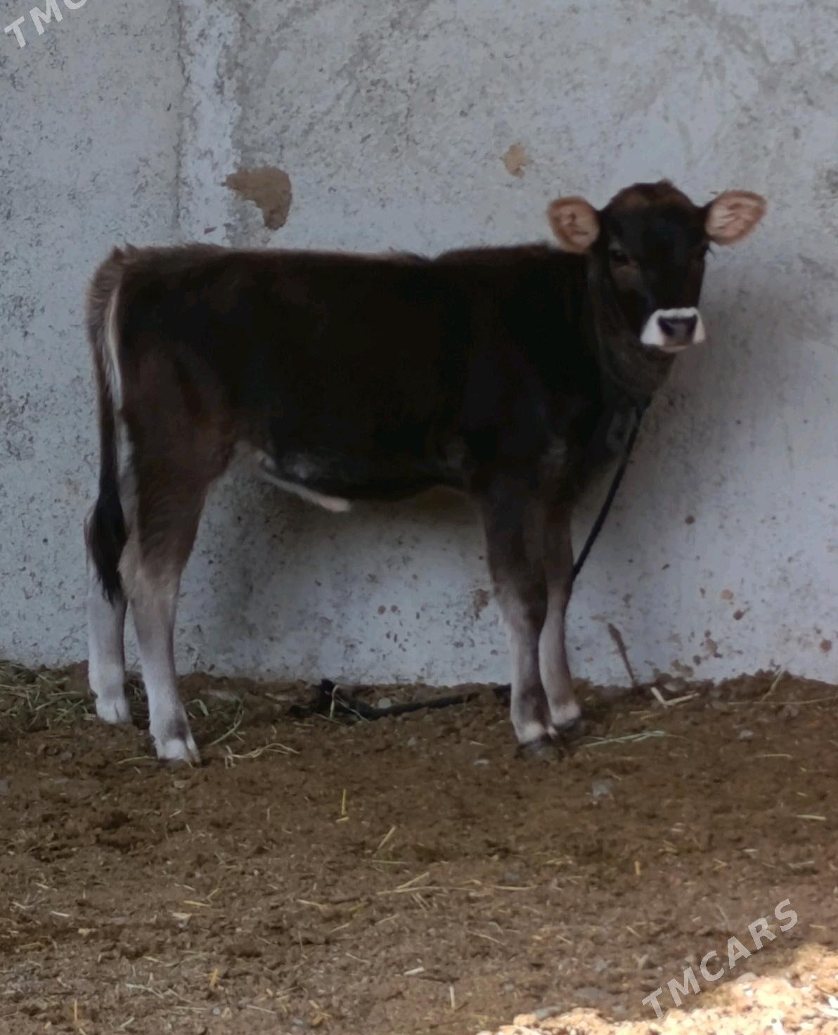 Şwes Tüwe - Гёкдепе - img 4