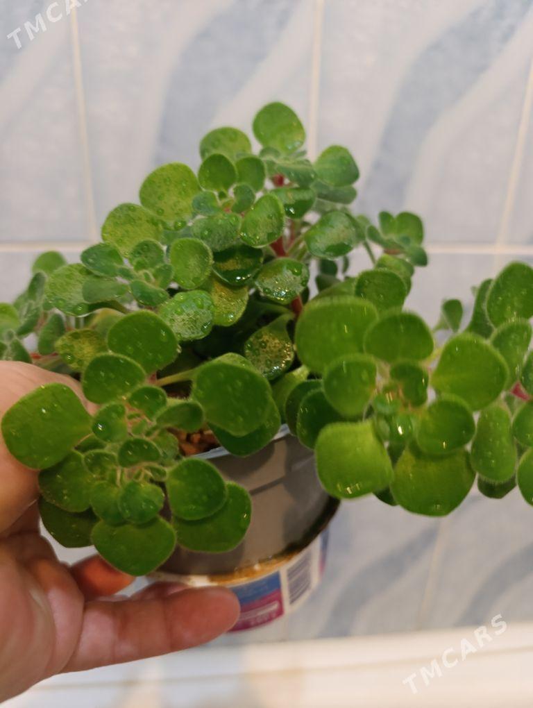 Дерево любви - 30 mkr - img 6