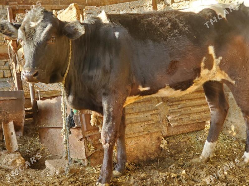 Tüwe Gara ala - Бузмеин - img 3