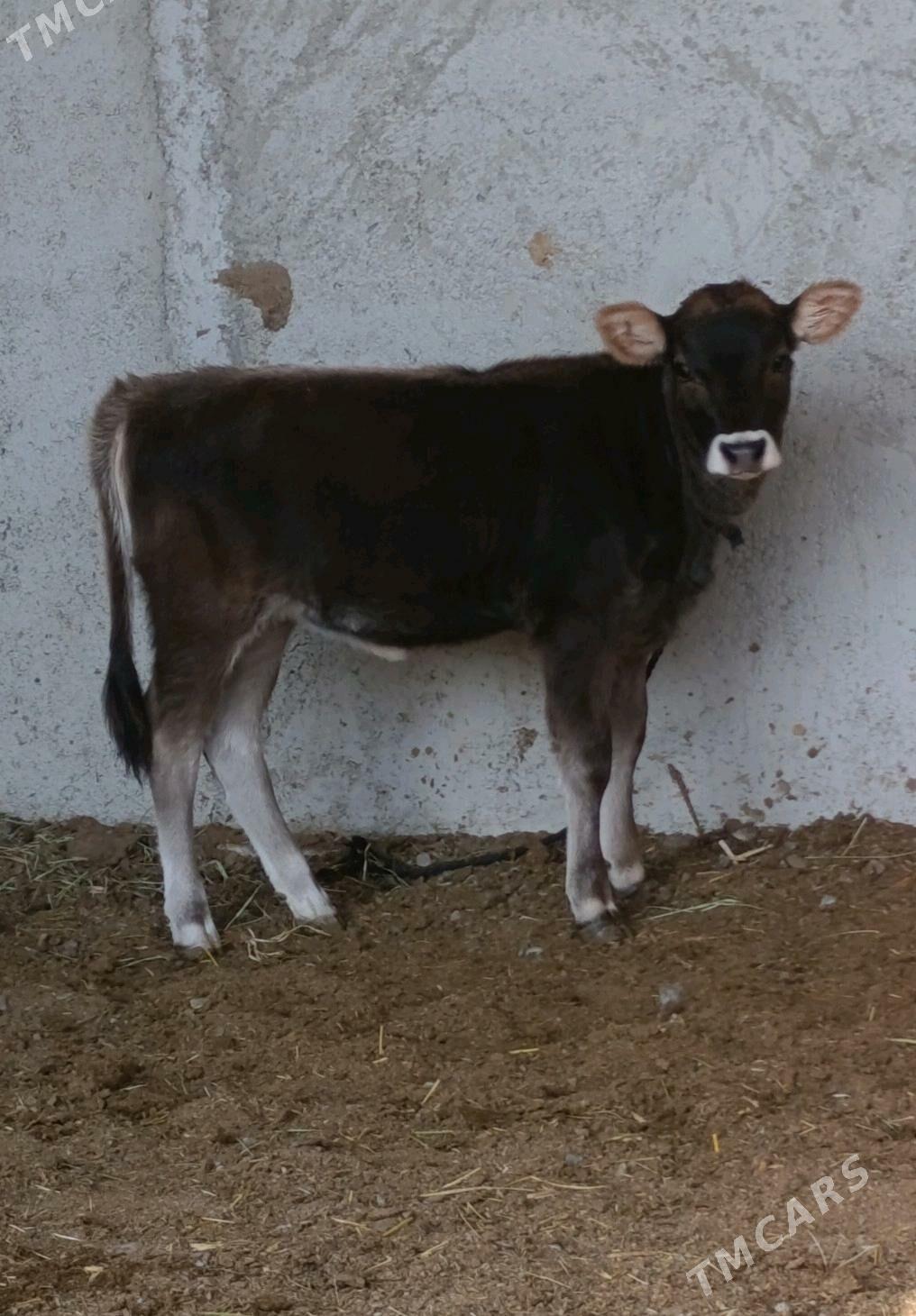 Şwes Tüwe - Гёкдепе - img 5