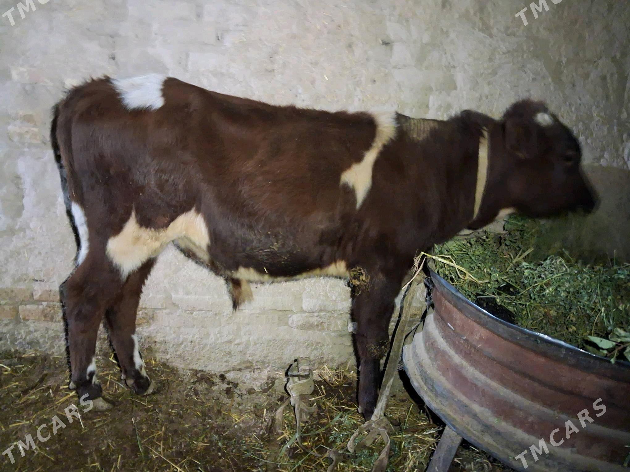 окиз - Туркменабат - img 2