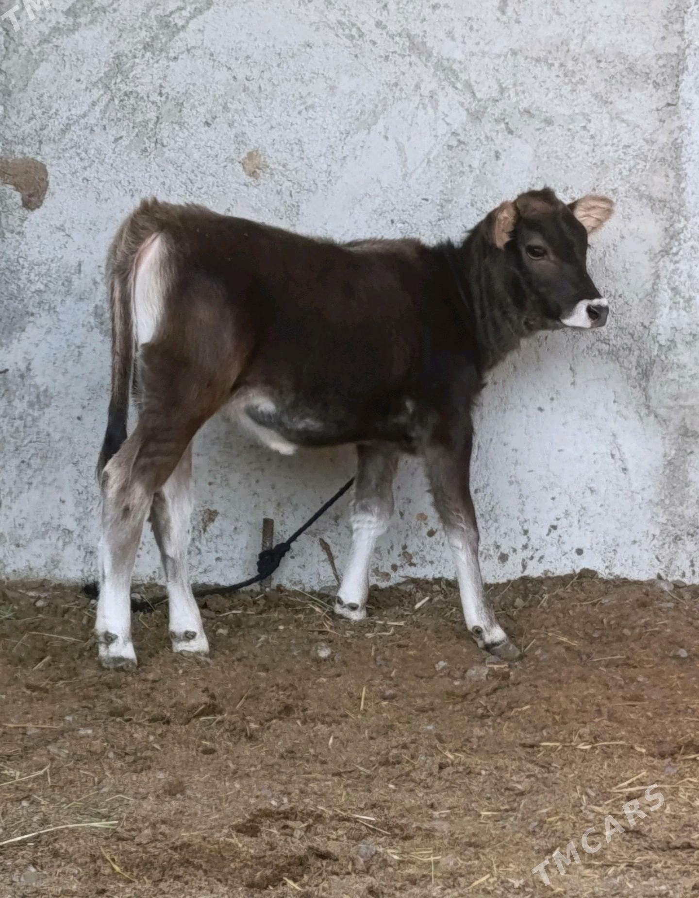 Şwes Tüwe - Гёкдепе - img 7