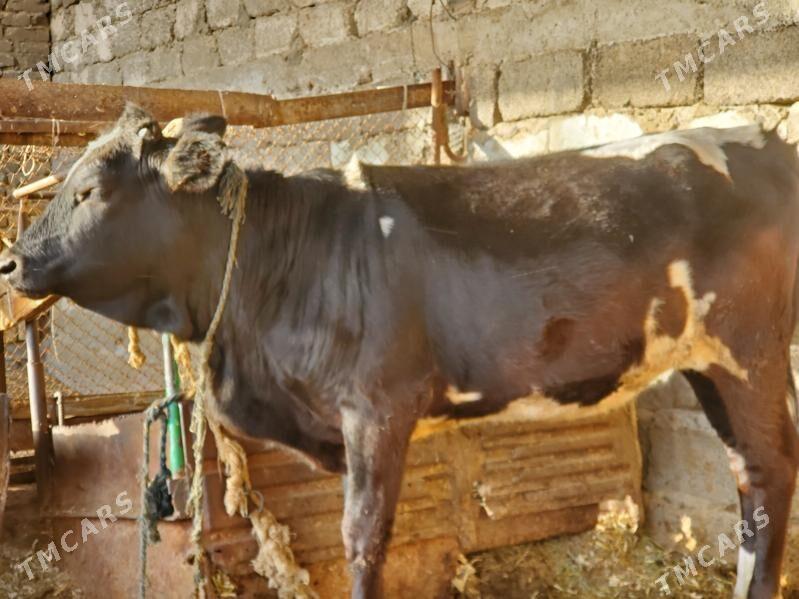 Tüwe Gara ala - Бузмеин - img 4