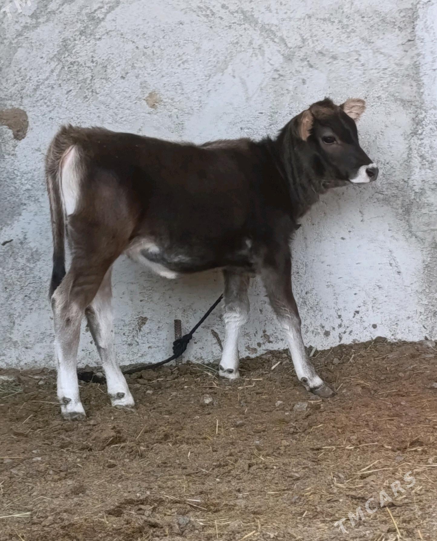 Şwes Tüwe - Гёкдепе - img 6