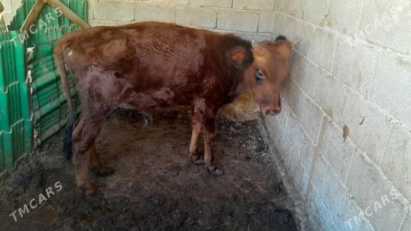 okuz - Ýalkym - img 4