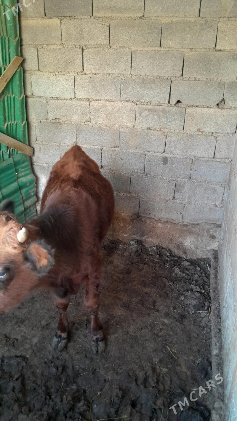 okuz - Ýalkym - img 2