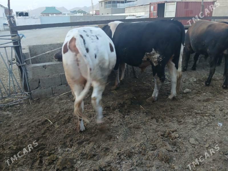 окуз - Балканабат - img 2