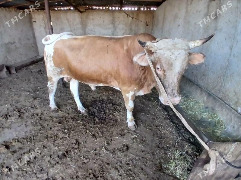 окуз - Балканабат - img 3