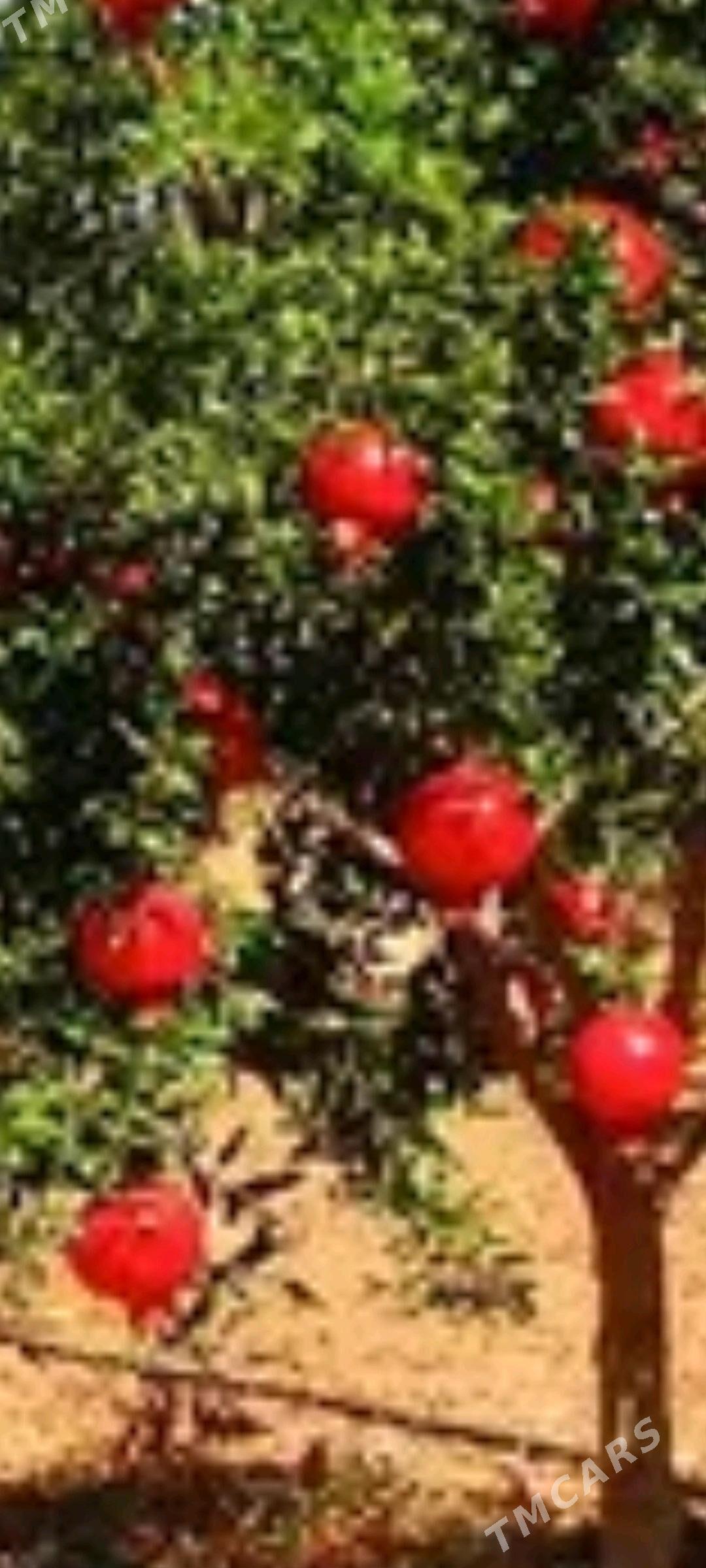 sapyk nahalllar - Sakar - img 6