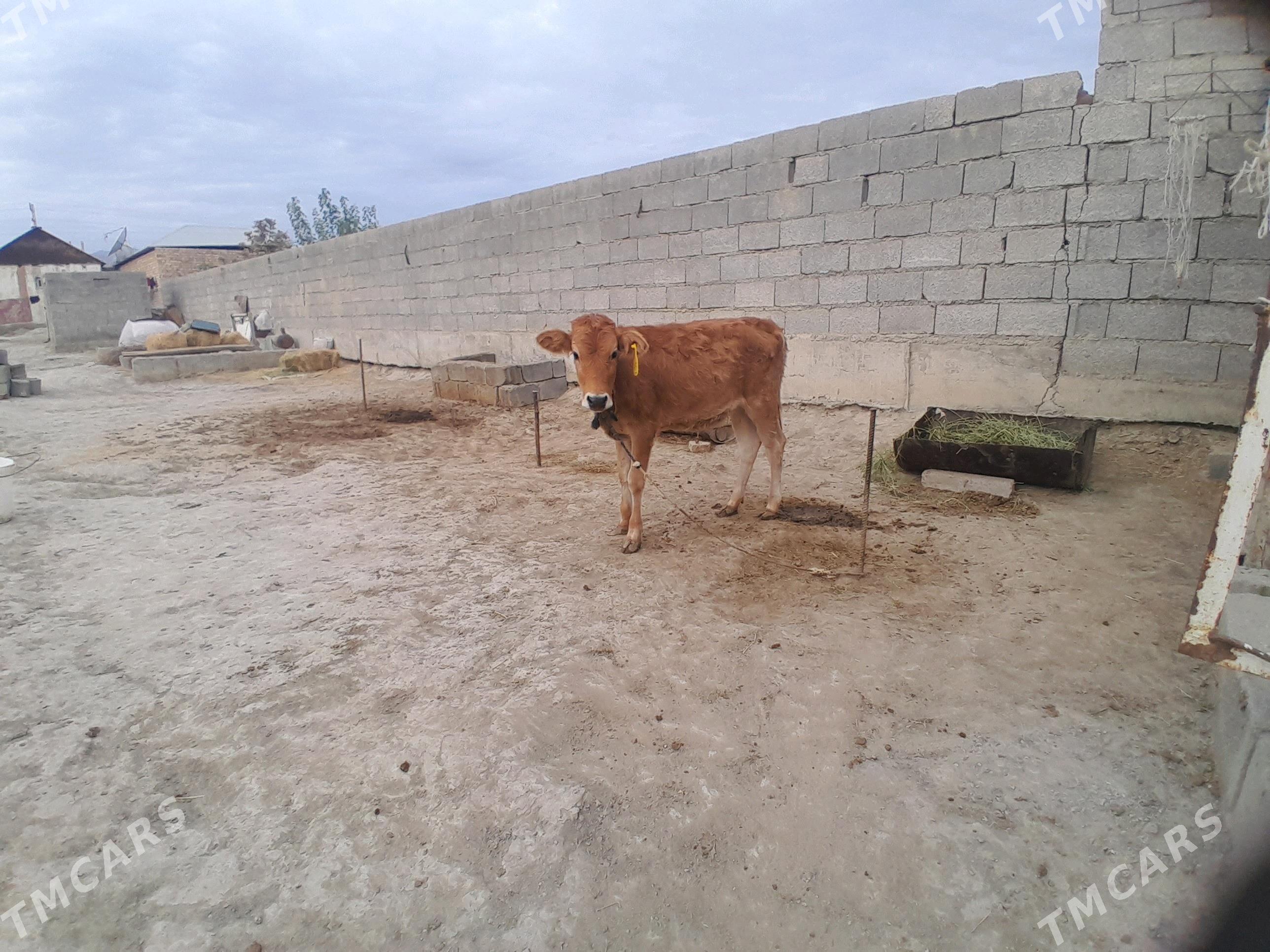 tuwe - Bäherden - img 2