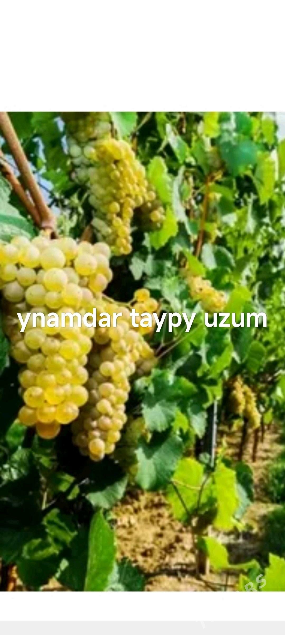 sapyk nahalllar - Sakar - img 4