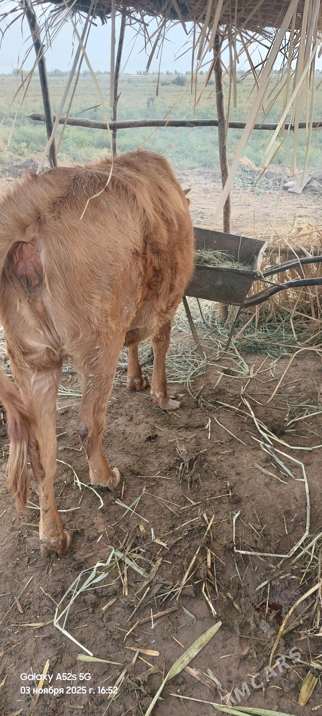 tuwe - Tejen - img 2