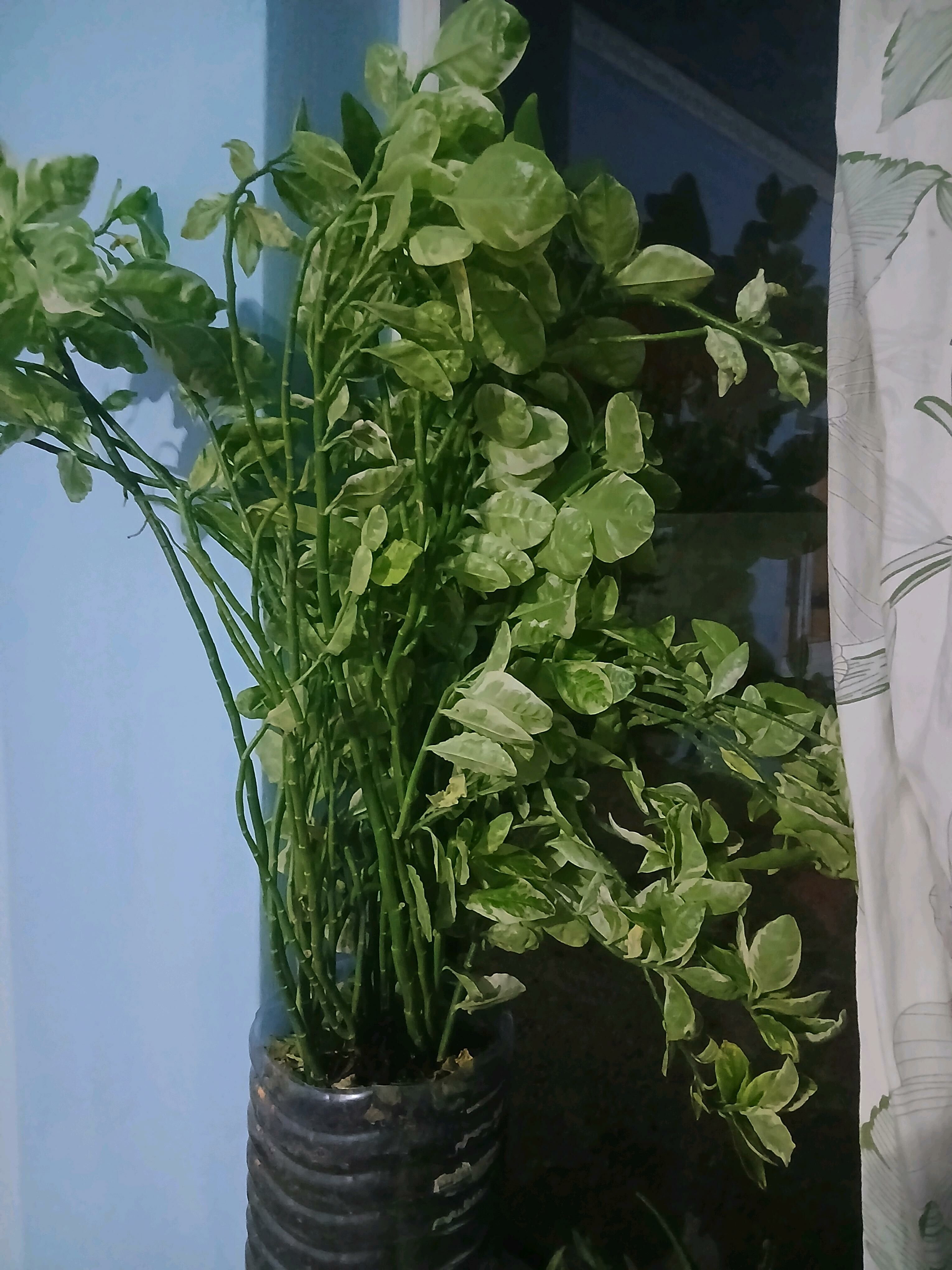 Güller ösümlikler - Анев - img 2