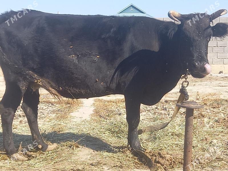 sygyr - Bäherden - img 1