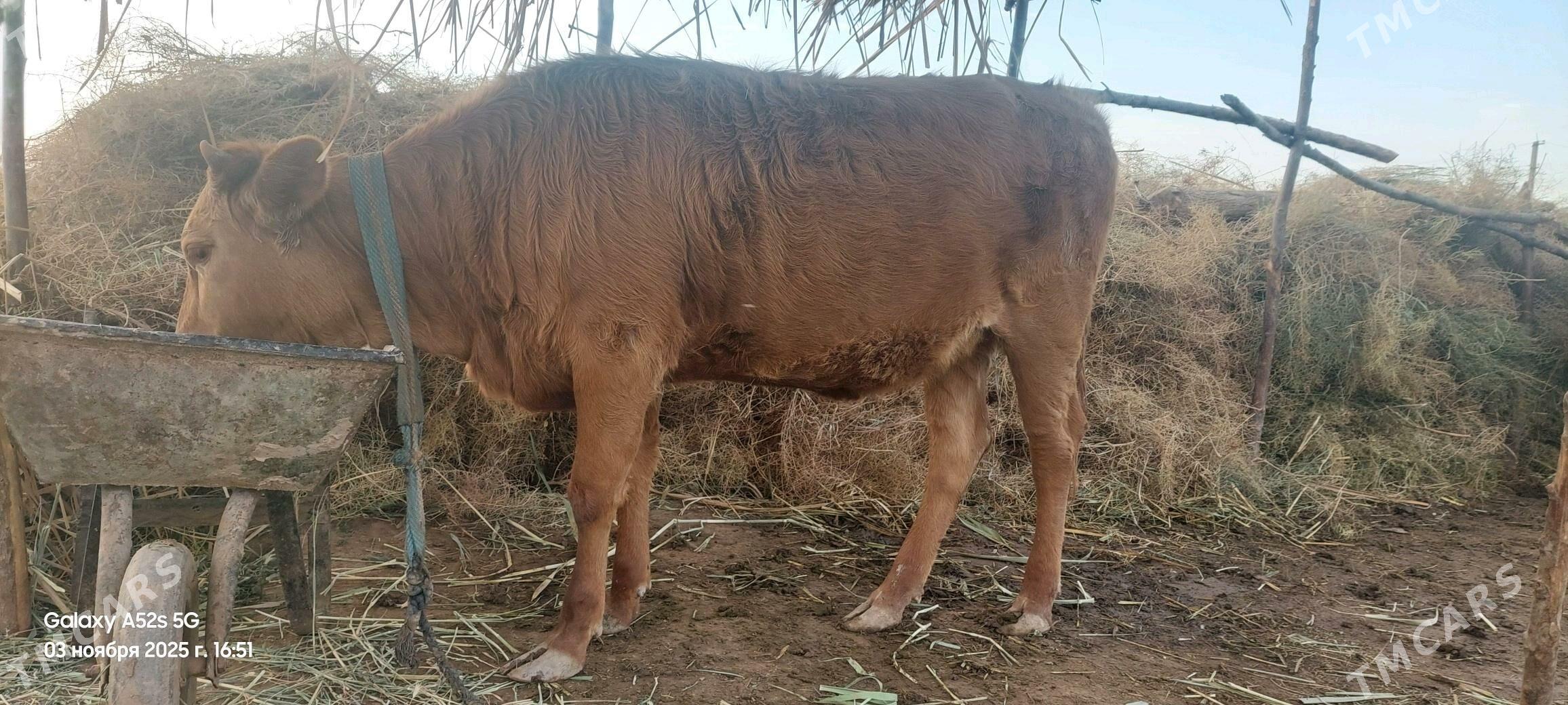 tuwe - Tejen - img 3