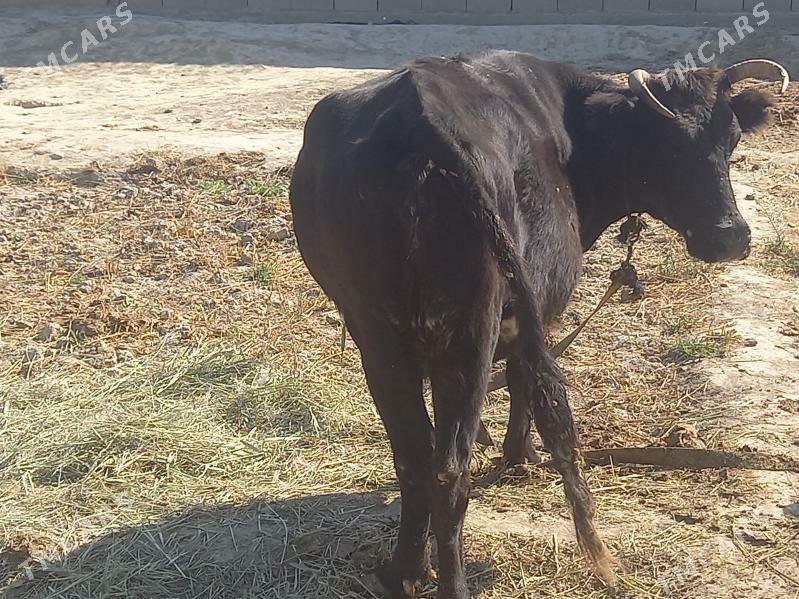 sygyr - Bäherden - img 3