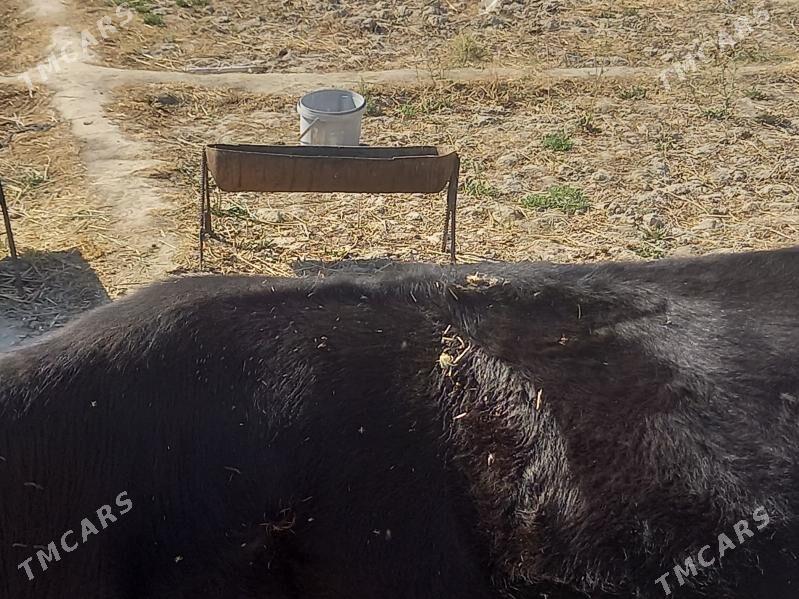 sygyr - Bäherden - img 2