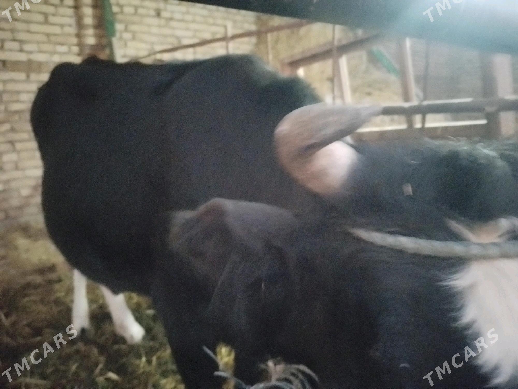 сыгыр - Туркменабат - img 4