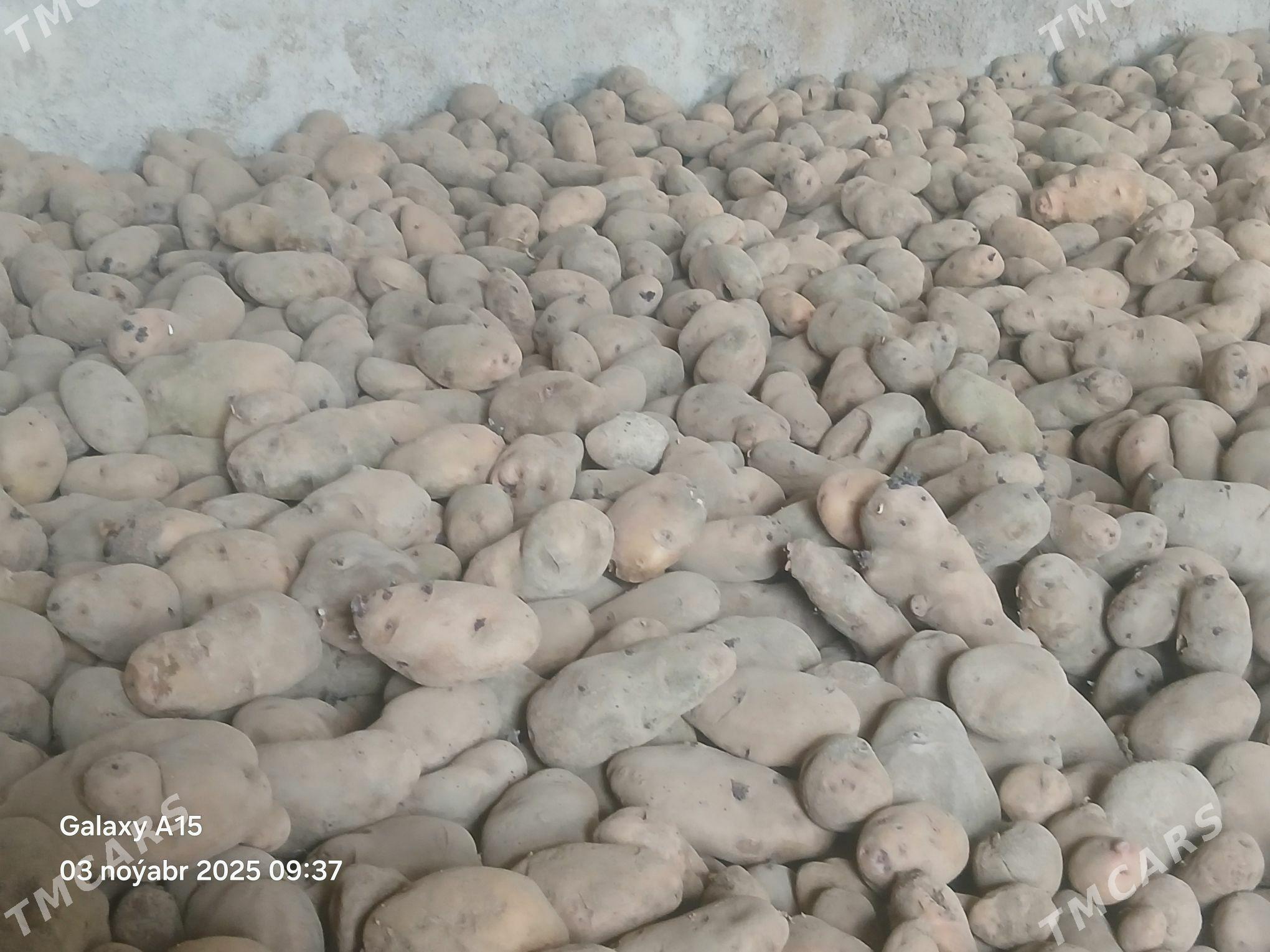 kartoşka - Bäherden - img 2