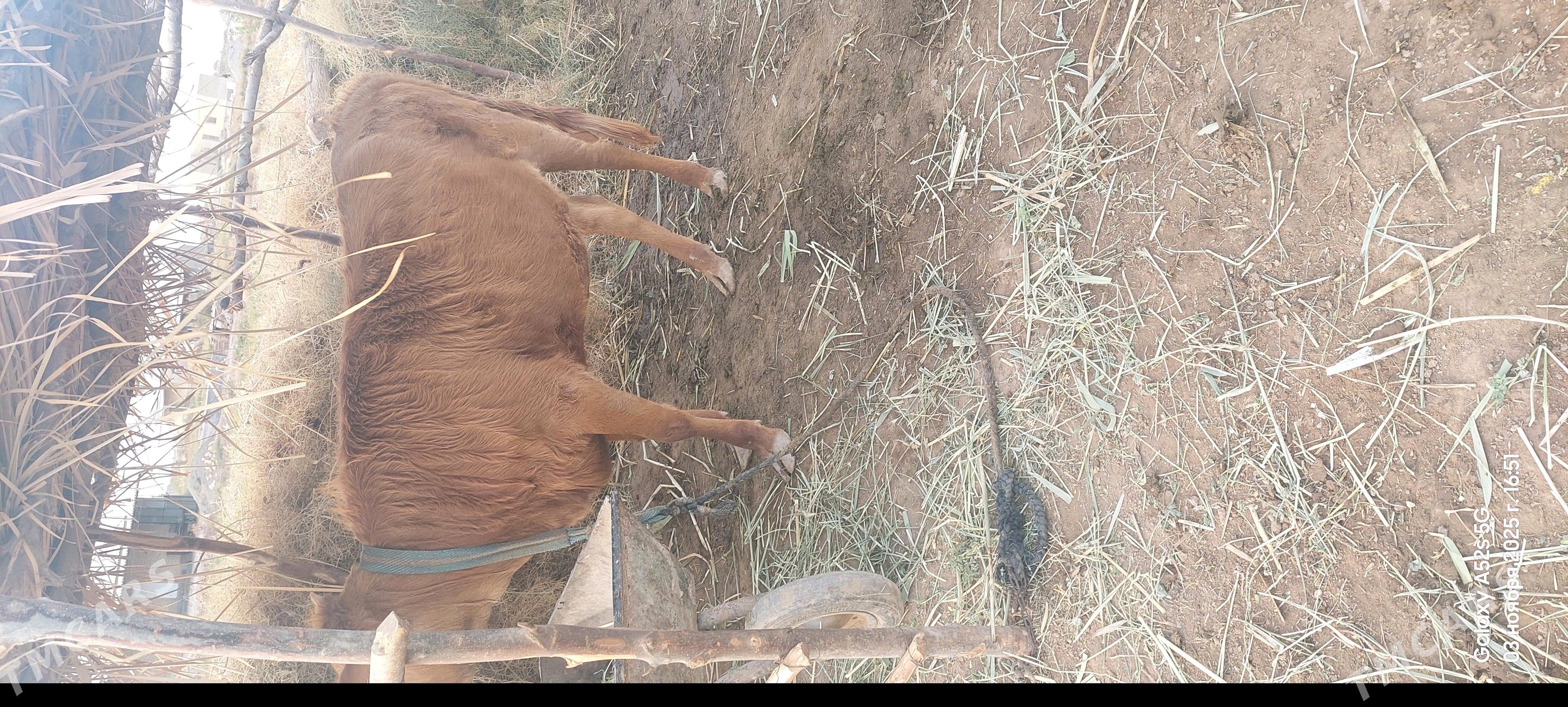 tuwe - Tejen - img 4