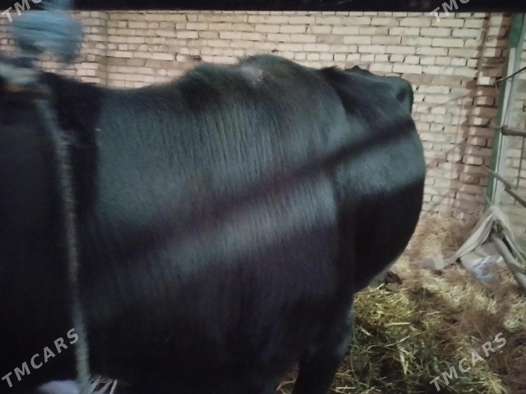 сыгыр - Туркменабат - img 2