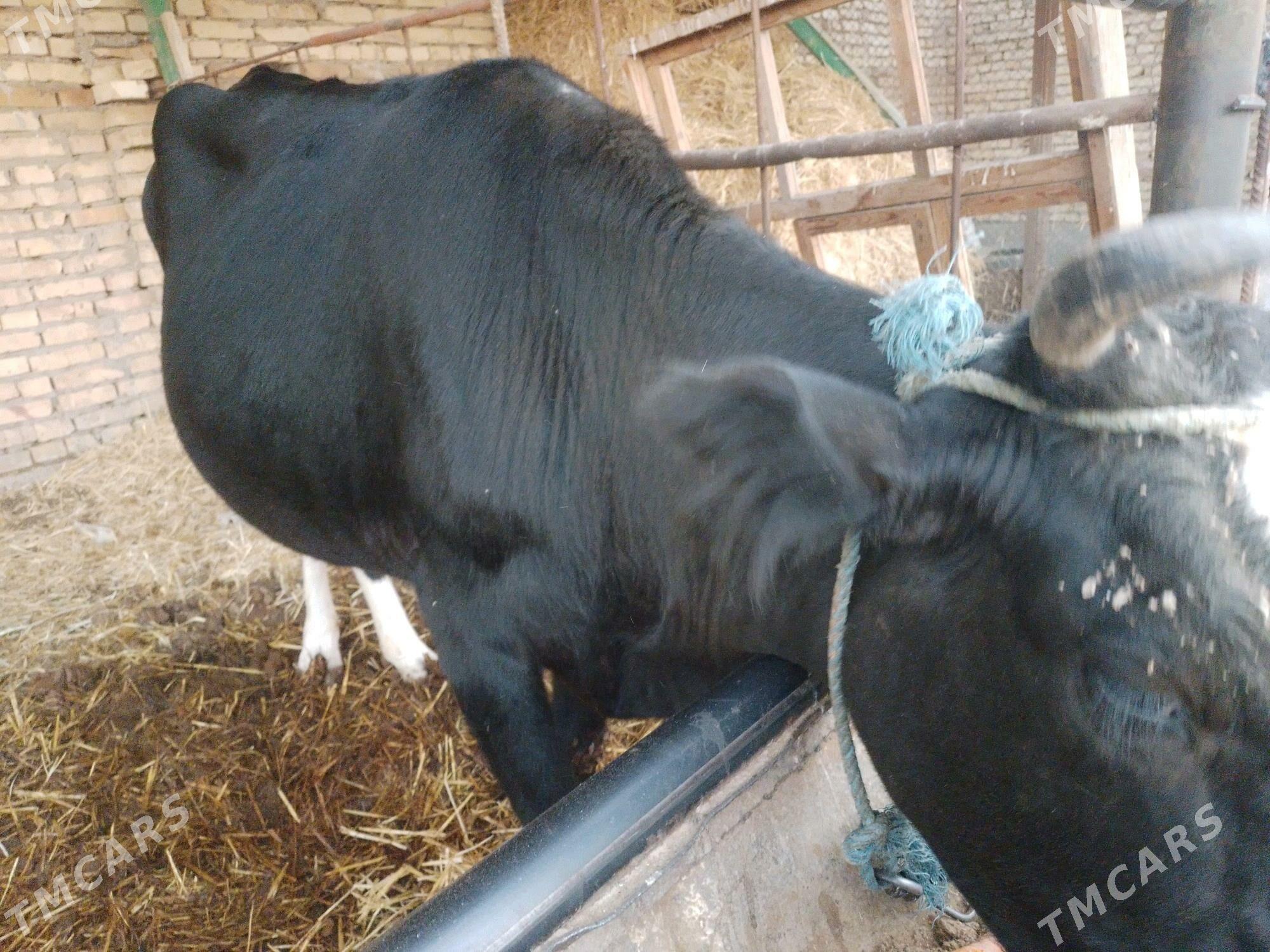 сыгыр - Туркменабат - img 3