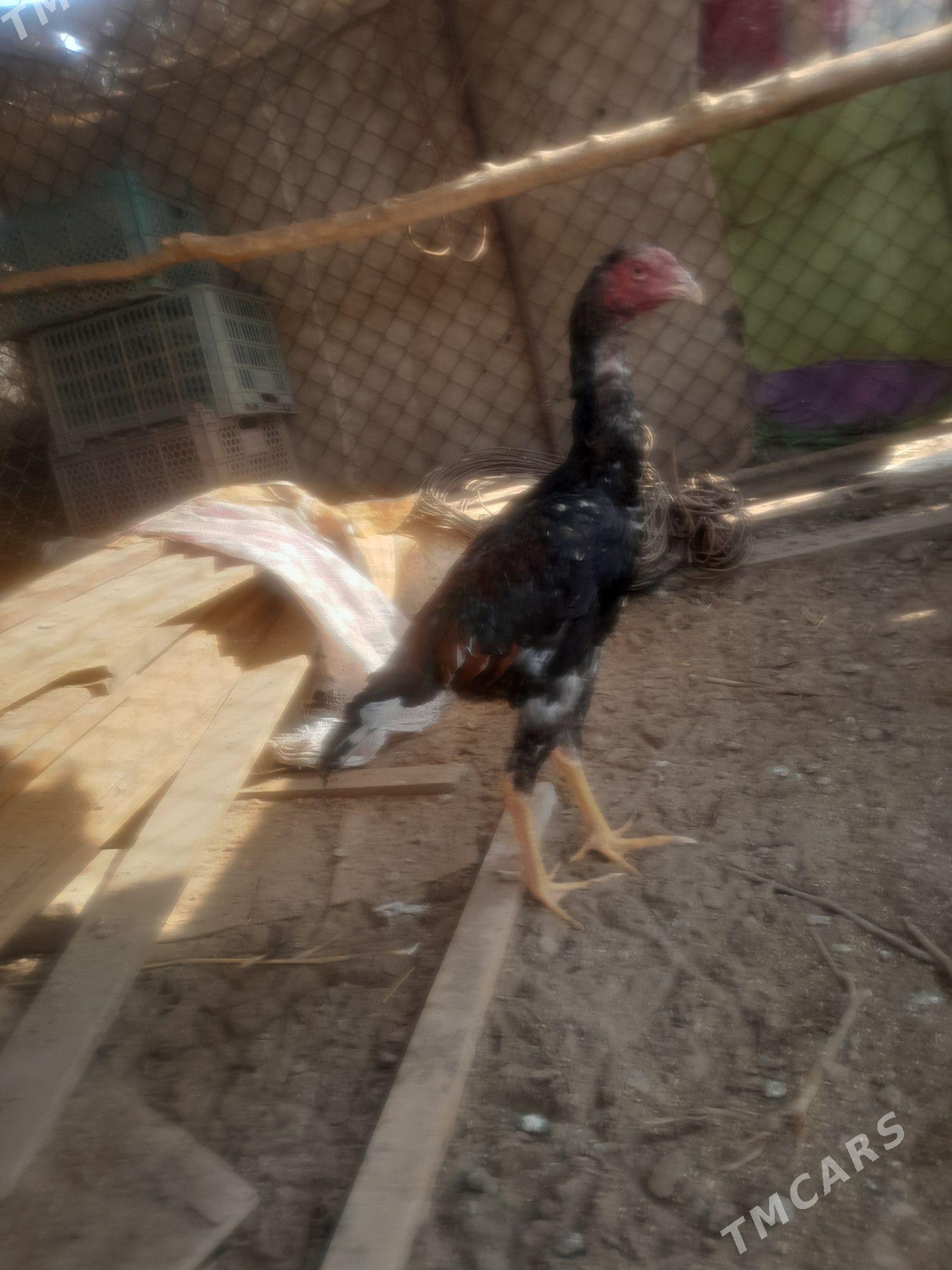 horaz juje - Saýat - img 2