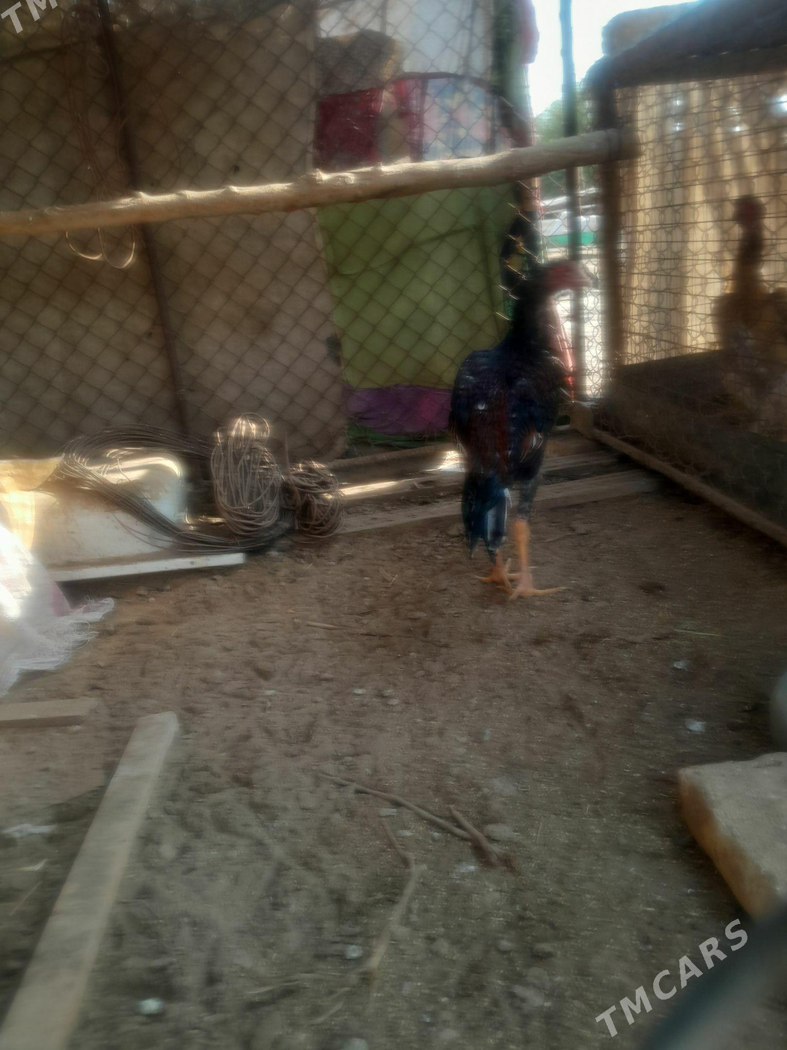 horaz juje - Saýat - img 3