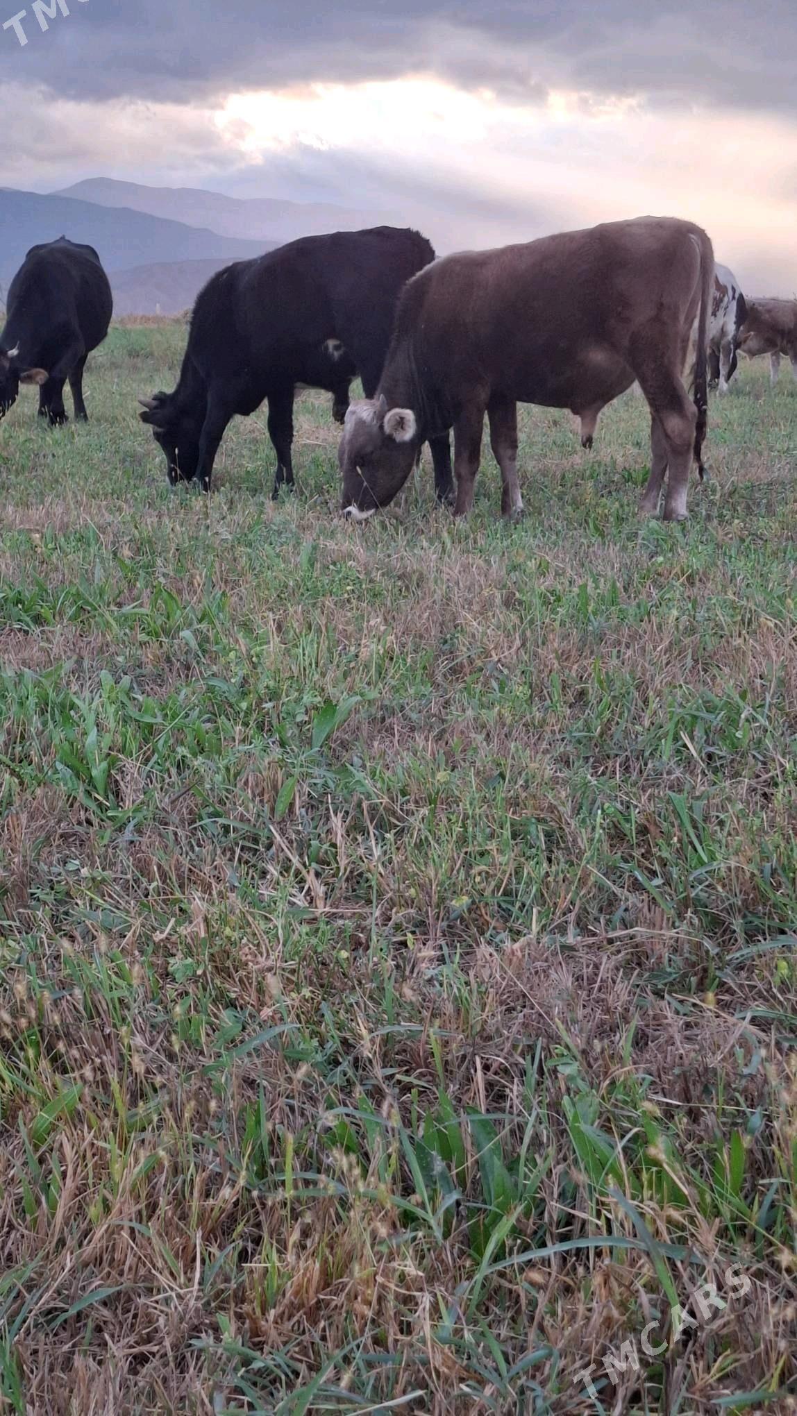 öküz - Bäherden - img 2