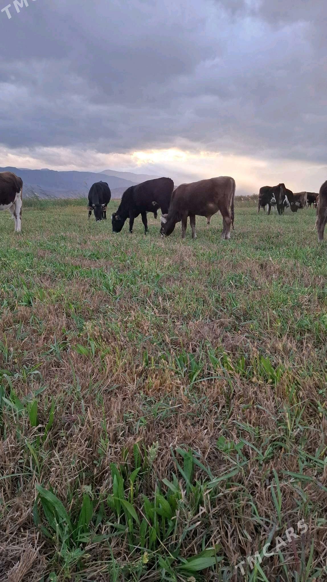 öküz - Bäherden - img 1