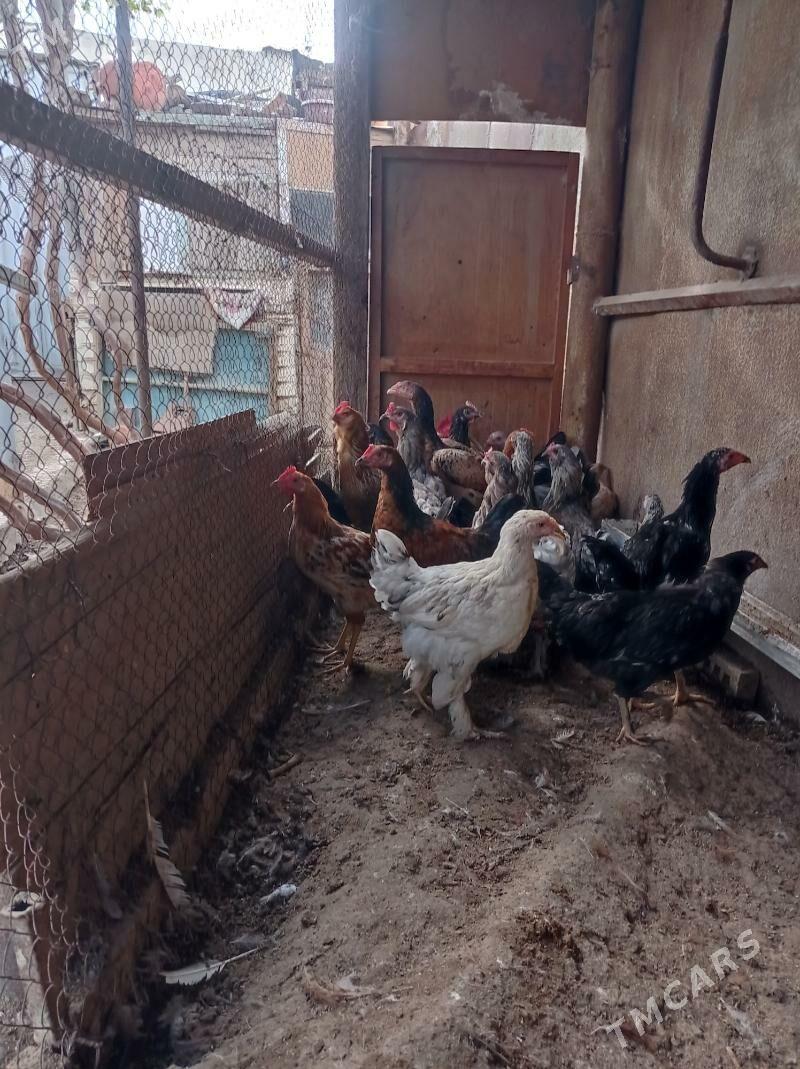 paroda towuklar - Türkmenbaşy - img 3