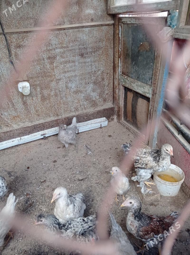 paroda towuklar - Türkmenbaşy - img 2