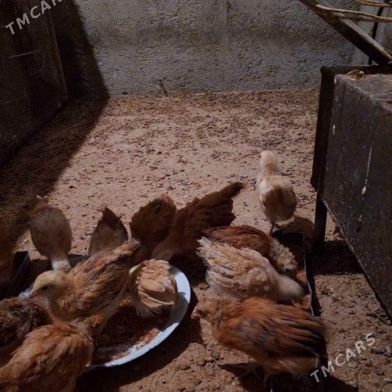 juje - Балканабат - img 1