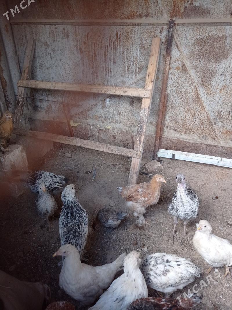 paroda towuklar - Türkmenbaşy - img 1