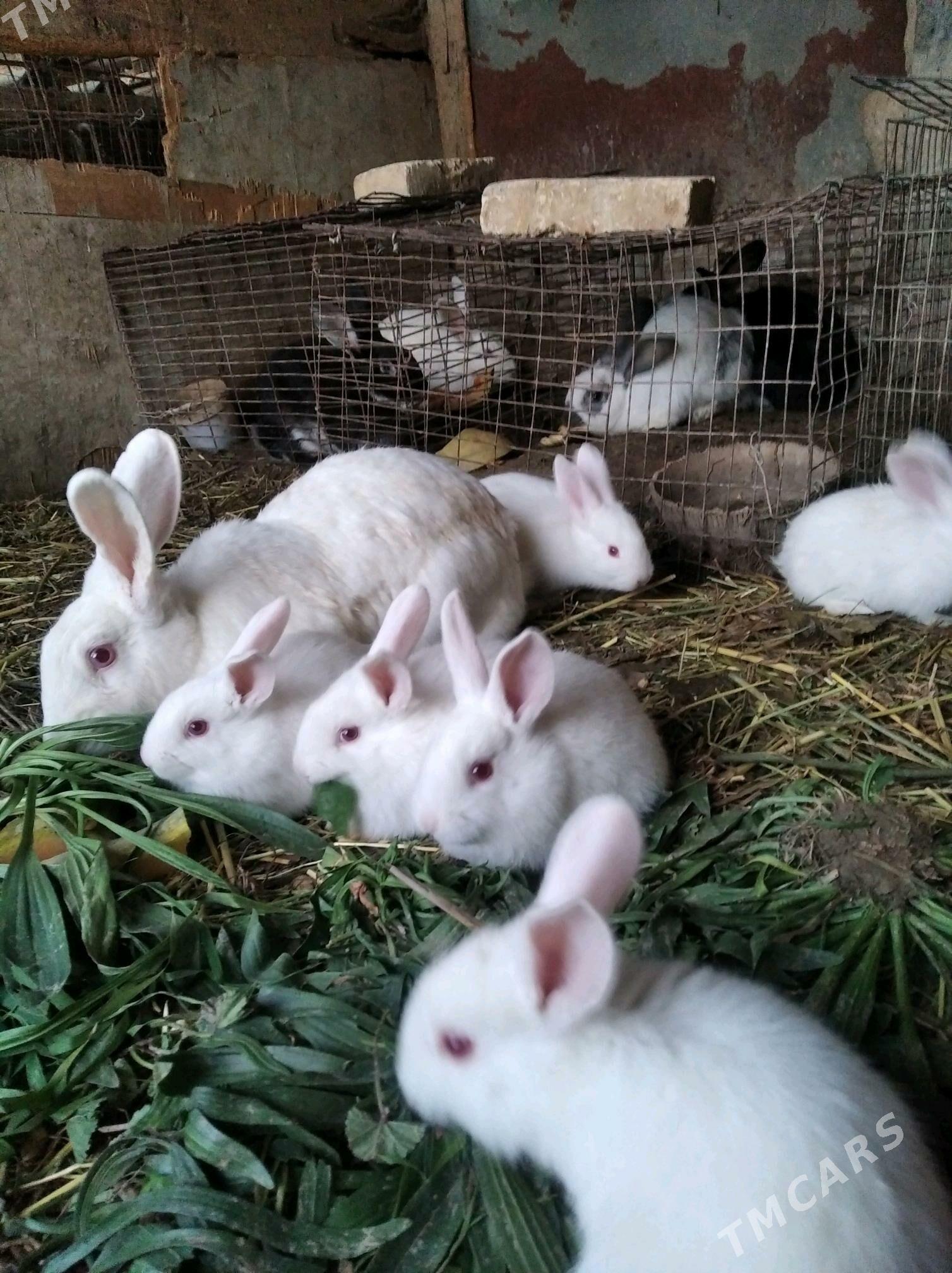 Товша Пол  Велекан - Ашхабад - img 2