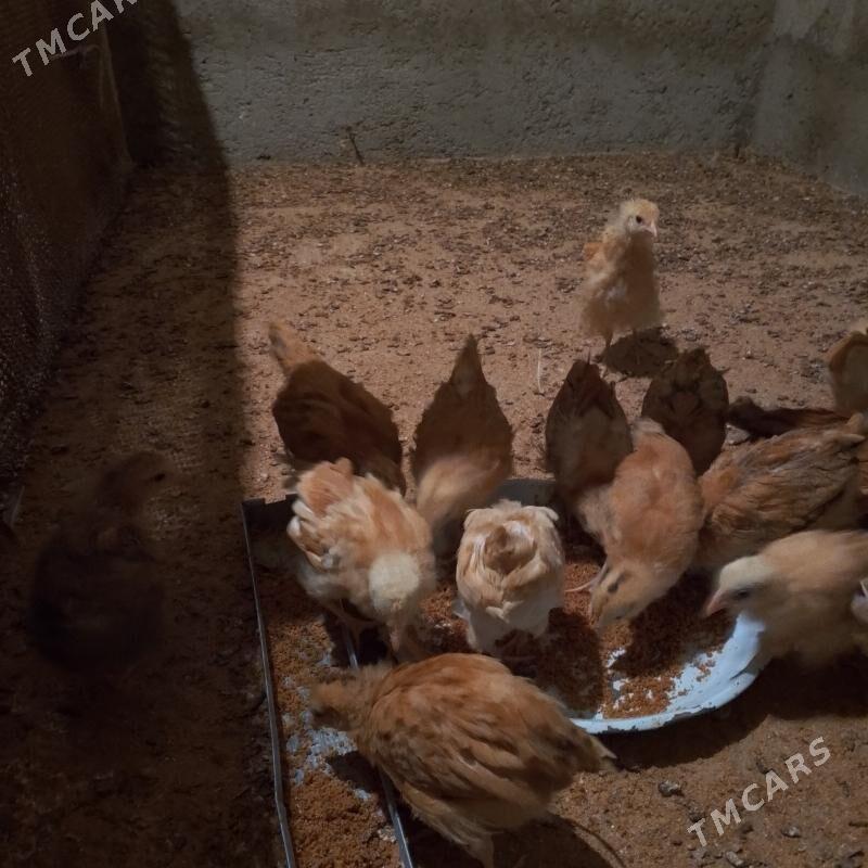 juje - Балканабат - img 3