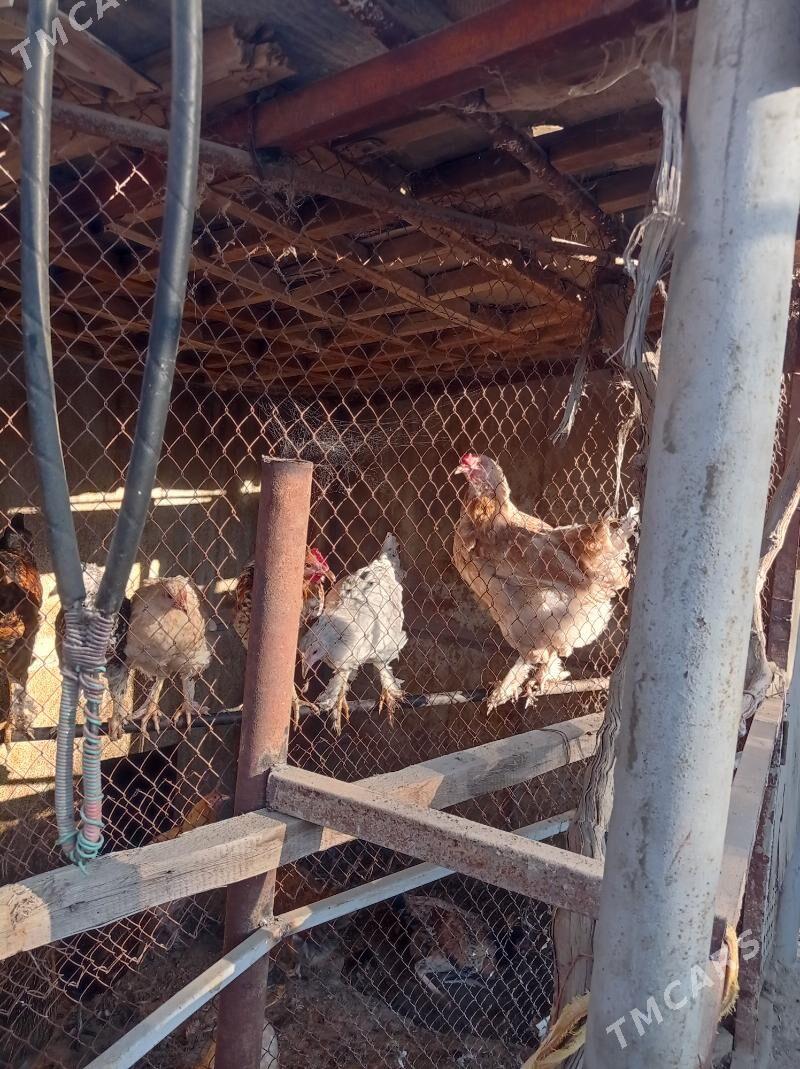 paroda towuklar - Türkmenbaşy - img 8