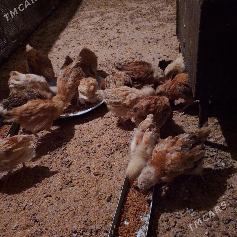 juje - Балканабат - img 2