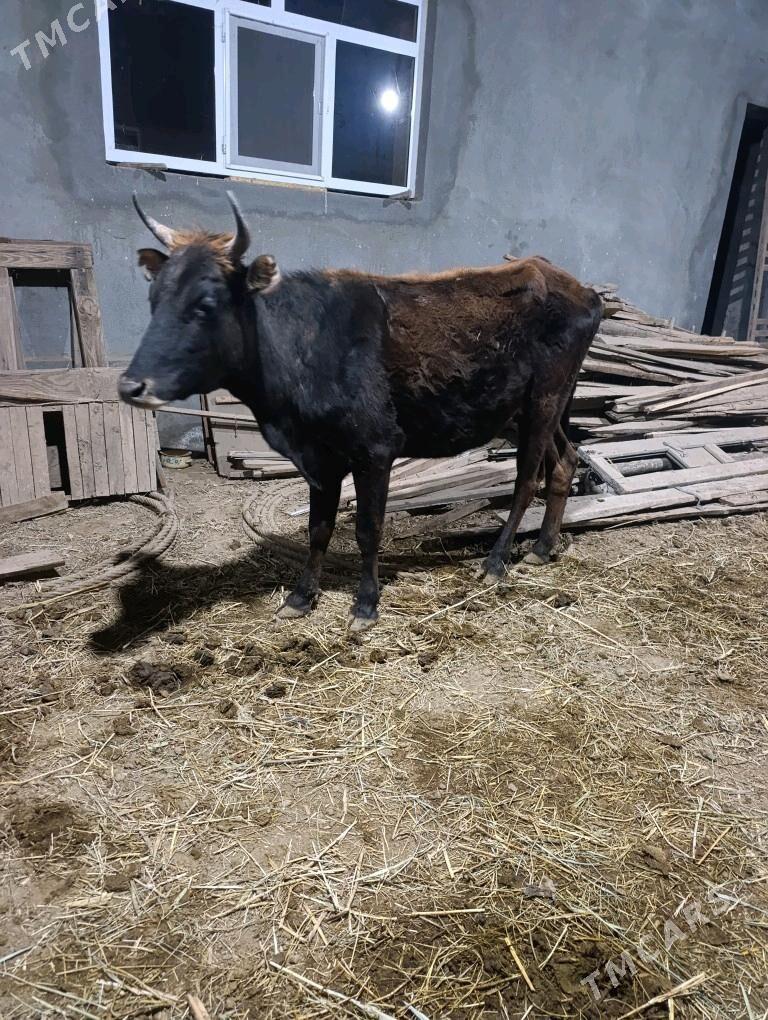 BOGAZ  SYGYR - Мары - img 2