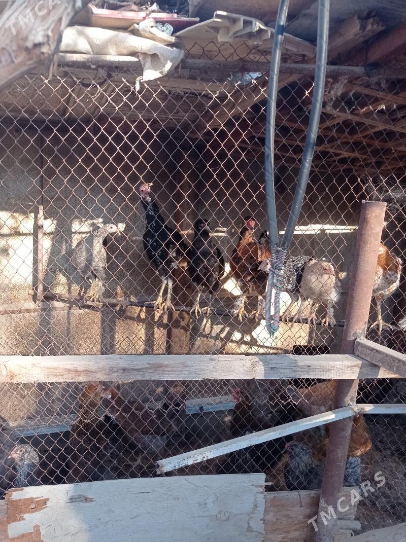 paroda towuklar - Türkmenbaşy - img 9