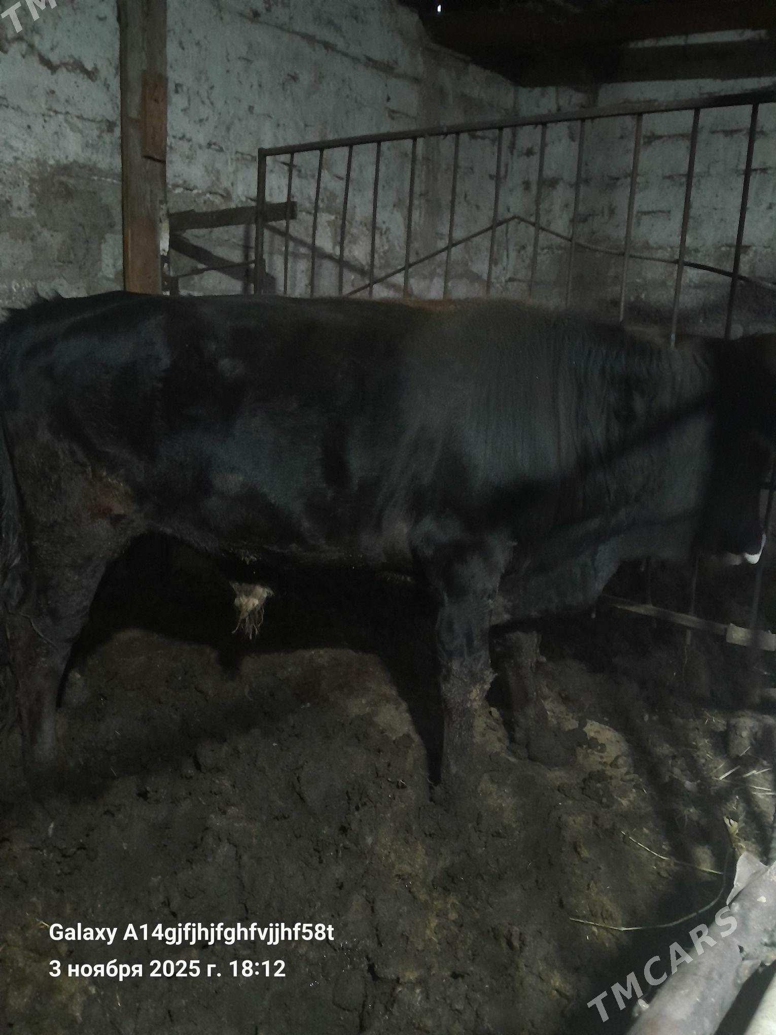 swes okuz 2yasan - Ашхабад - img 1