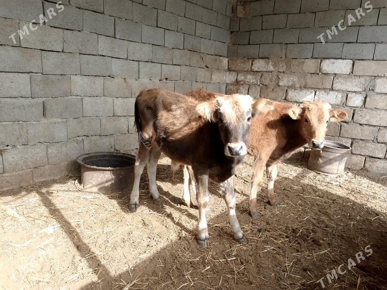 4 öküzçe - Gyzylarbat - img 2